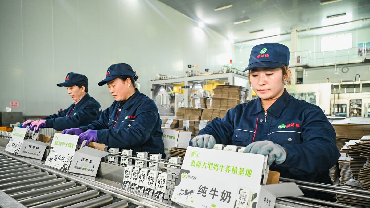 CHANGJI, CHINA - MARCH 02: Employees sort and box milk on the production line at an intelligent workshop of Xinjiang Xiyuchun Dairy Co.,Ltd. on March 2, 2024 in Changji Hui Autonomous Prefecture, Xinjiang Uygur Autonomous Region of China. (Photo by Tao Weiming/VCG via Getty Images)