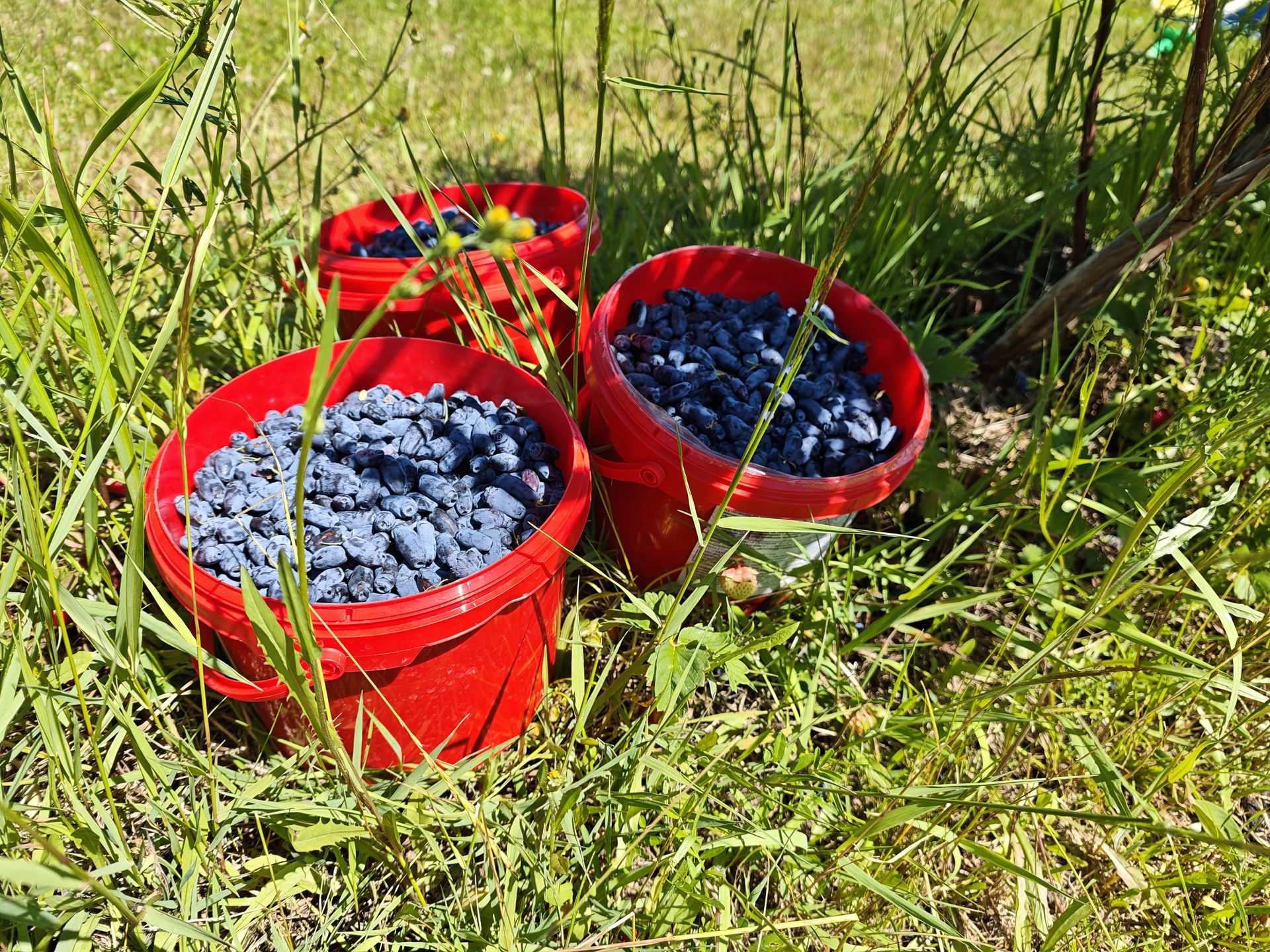 Wiaderka z zebranymi owocami