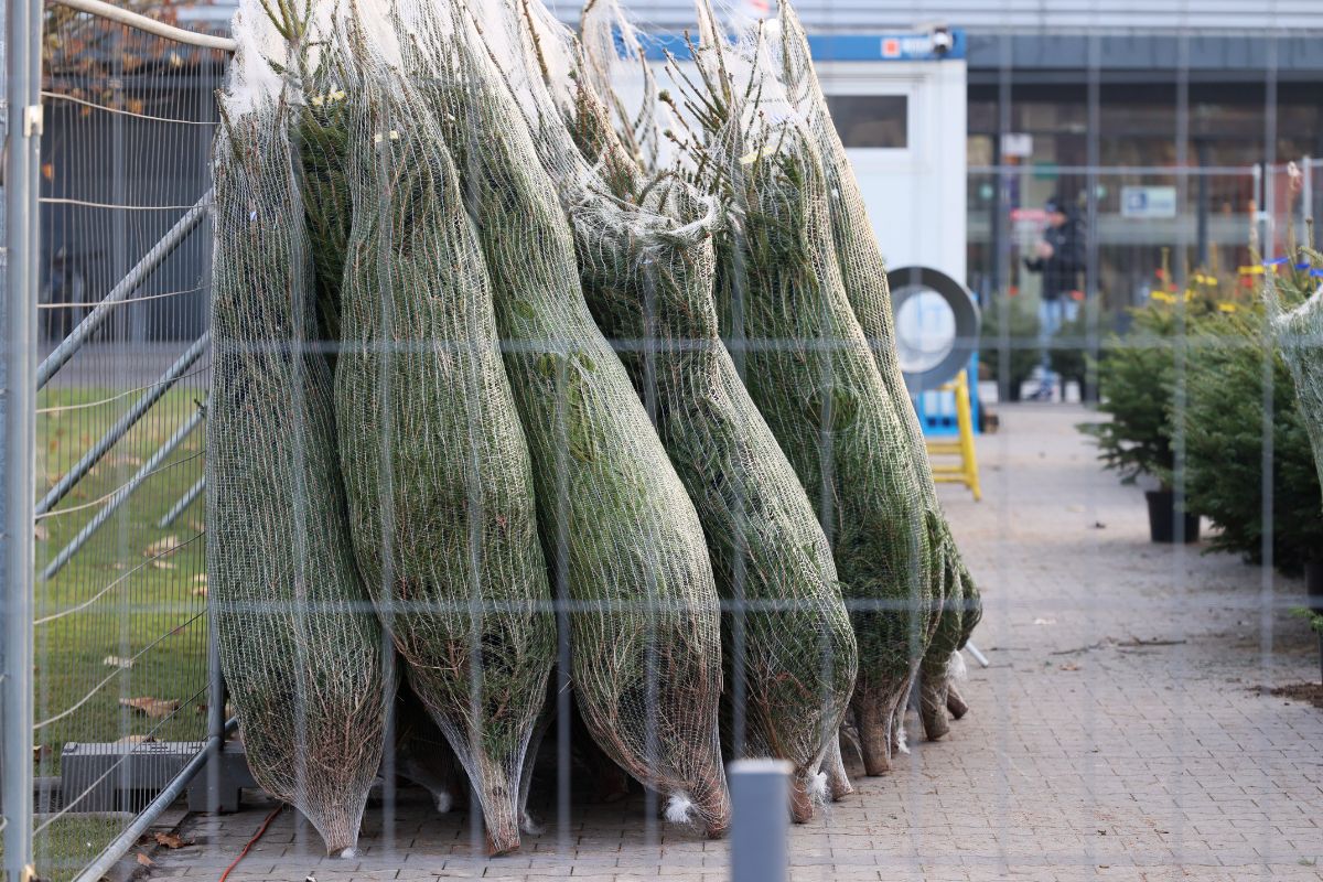Gdzie kupić najpiękniejszą choinkę?
