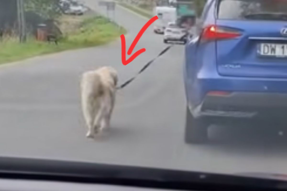 Pies ciągnięty za autem. Pokazali bulwersujące nagranie