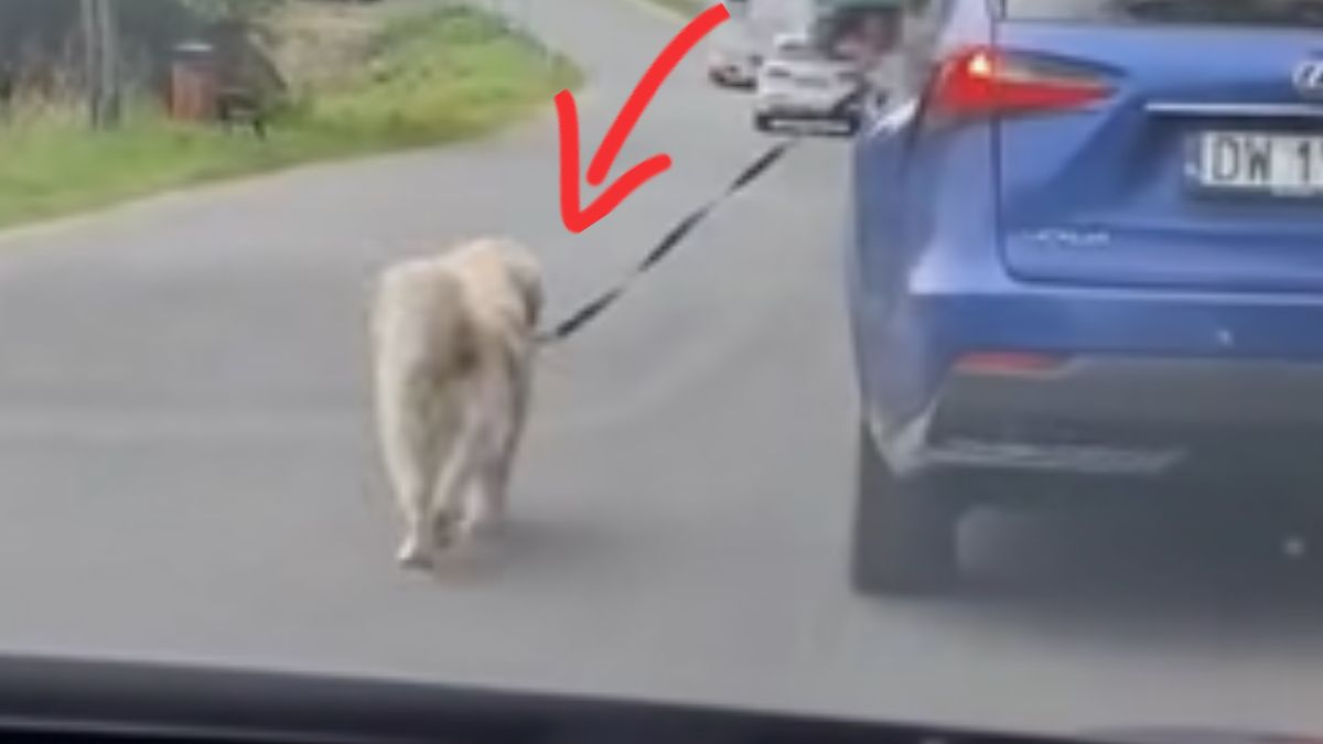  Pies szedł na smyczy obok auta