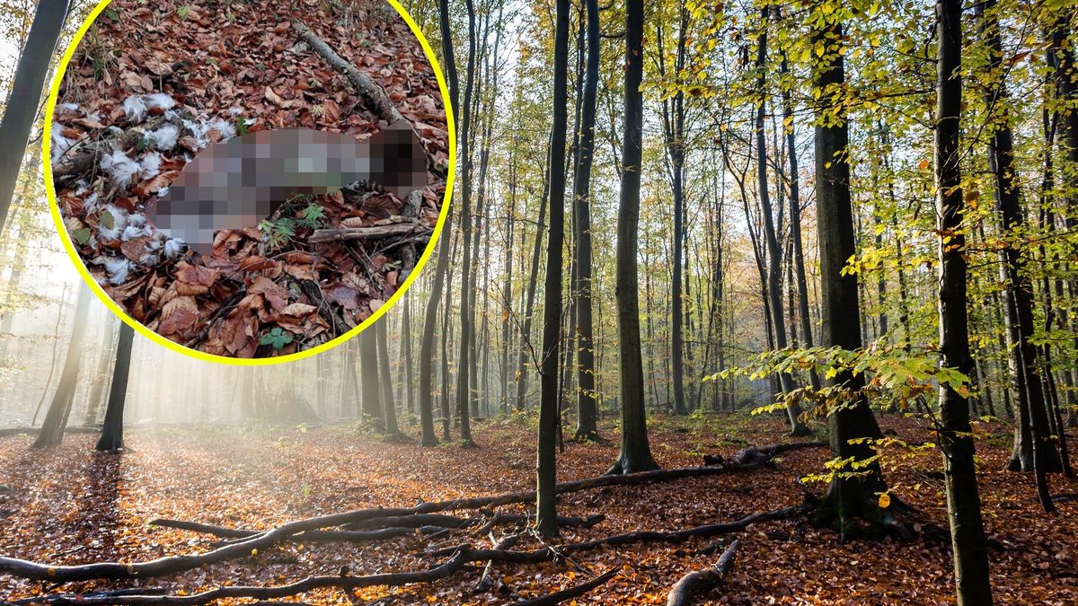 Myszołów przegrał walkę z krukami 