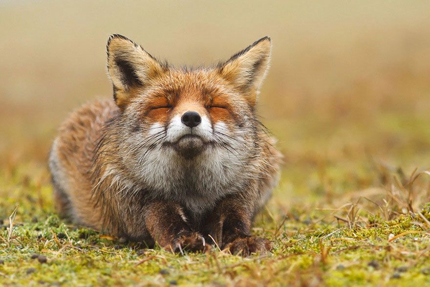 Jak robi lis? Czyli dzikie lisy Roeselien Raimond 2