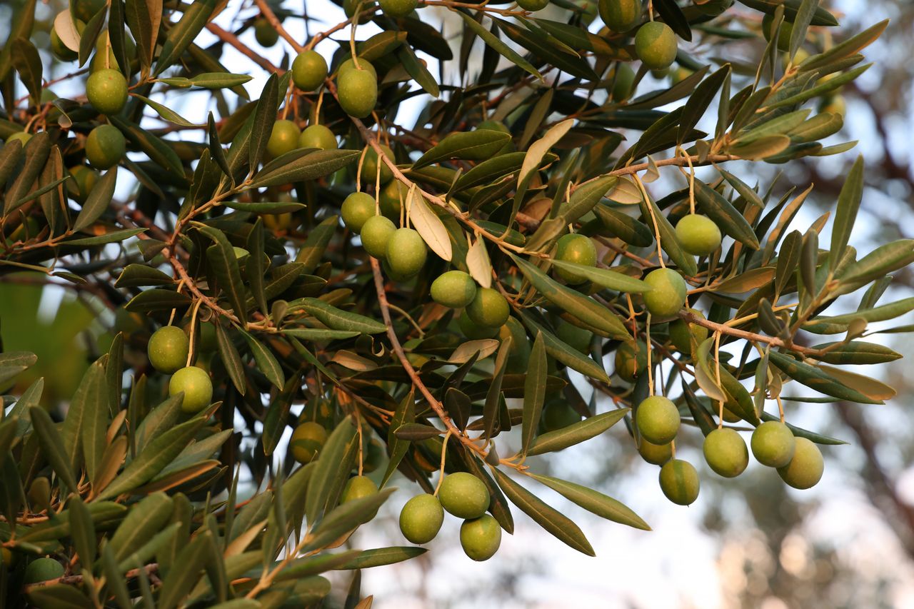 The secret life of olives: A tasty boost to health and diet