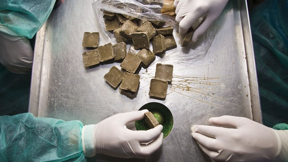 Akcja szczepienia lisów wścieklizna