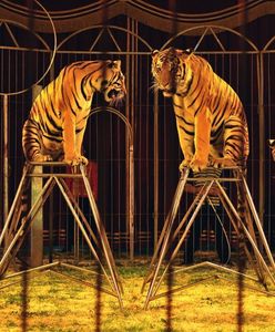 Wrocław. Obrońcy zwierząt zwołują protest. Nie chcą cyrku z lwami i lamami