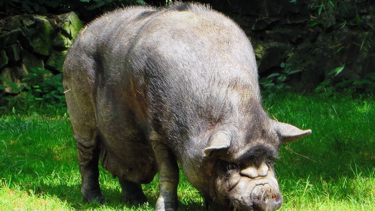 Skąd się wziął bloatware? (fot. Pixabay)