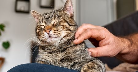 Niesamowite ustalenia naukowców. Wiadomo, jak traktują nas koty