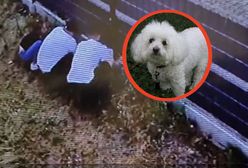 Porwanie psa w Świnoujściu. Policja poszukuje sprawców