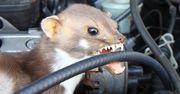 Włóż pod maskę auta. Kuny nawet się nie zbliżą
