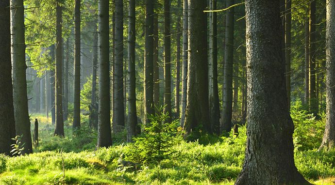 Wpływ zmian klimatu na las