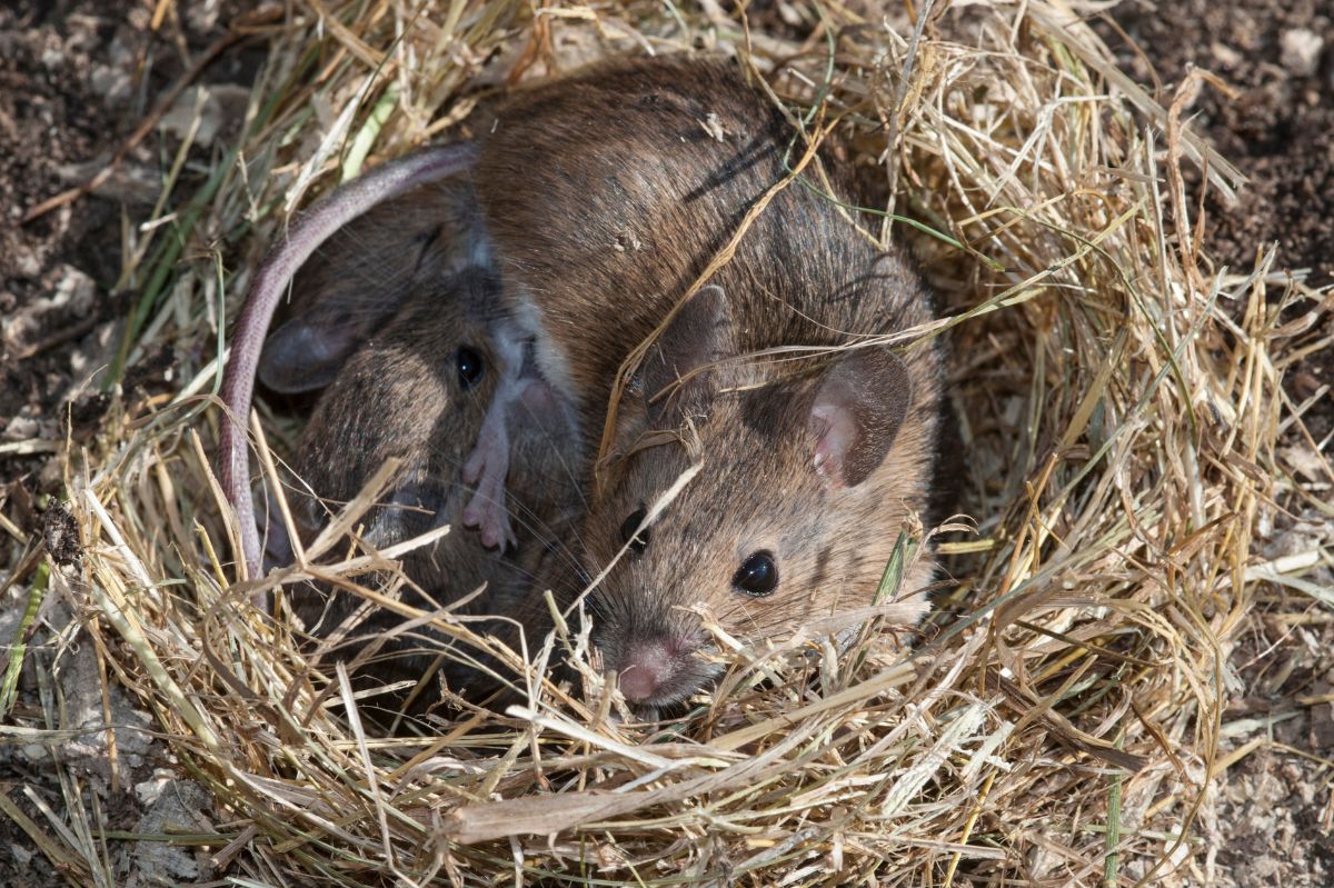 A cinnamon trick to keep mice out of your home this fall