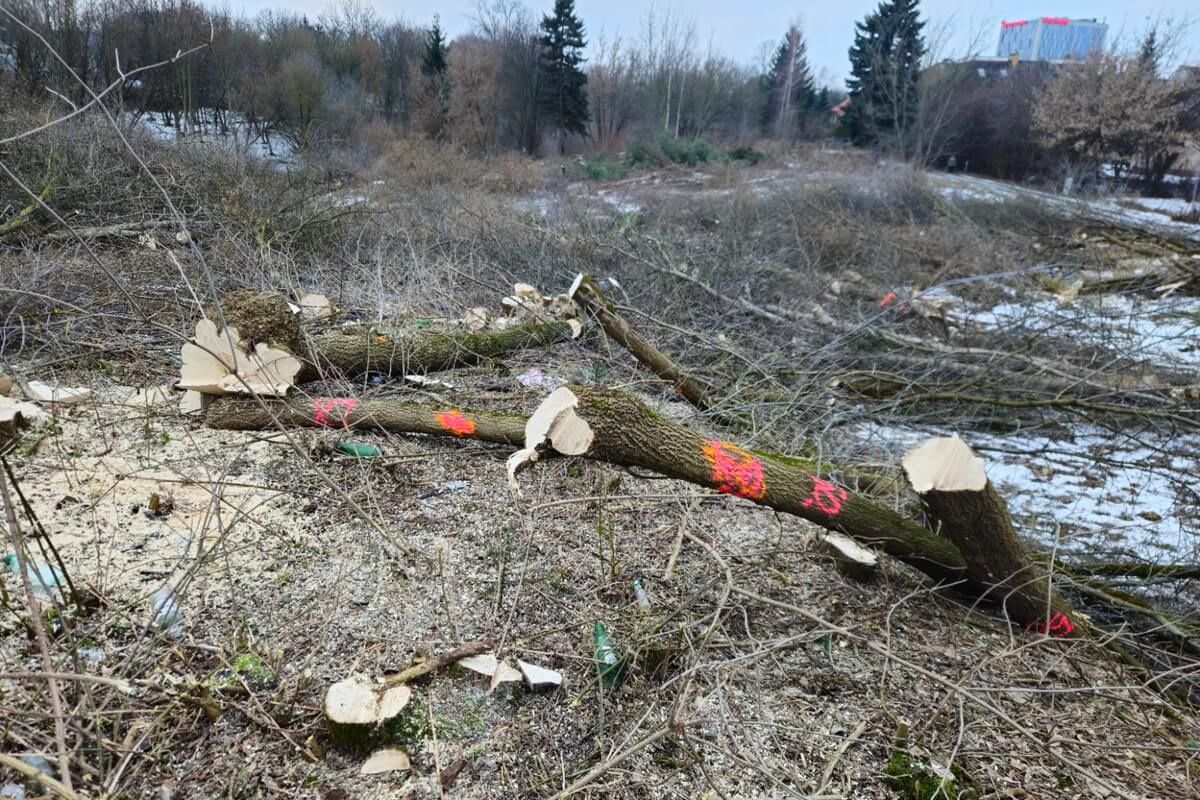 Wycinka drzew na rogatce warszawskiej