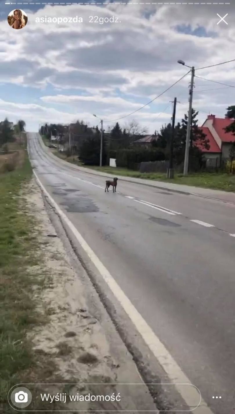 Joanna Opozda świadkiem porzucenia psa na ruchliwej ulicy