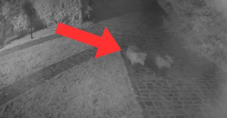 Weszły na teren prywatny. Niedźwiedzie przeraziły gospodarzy