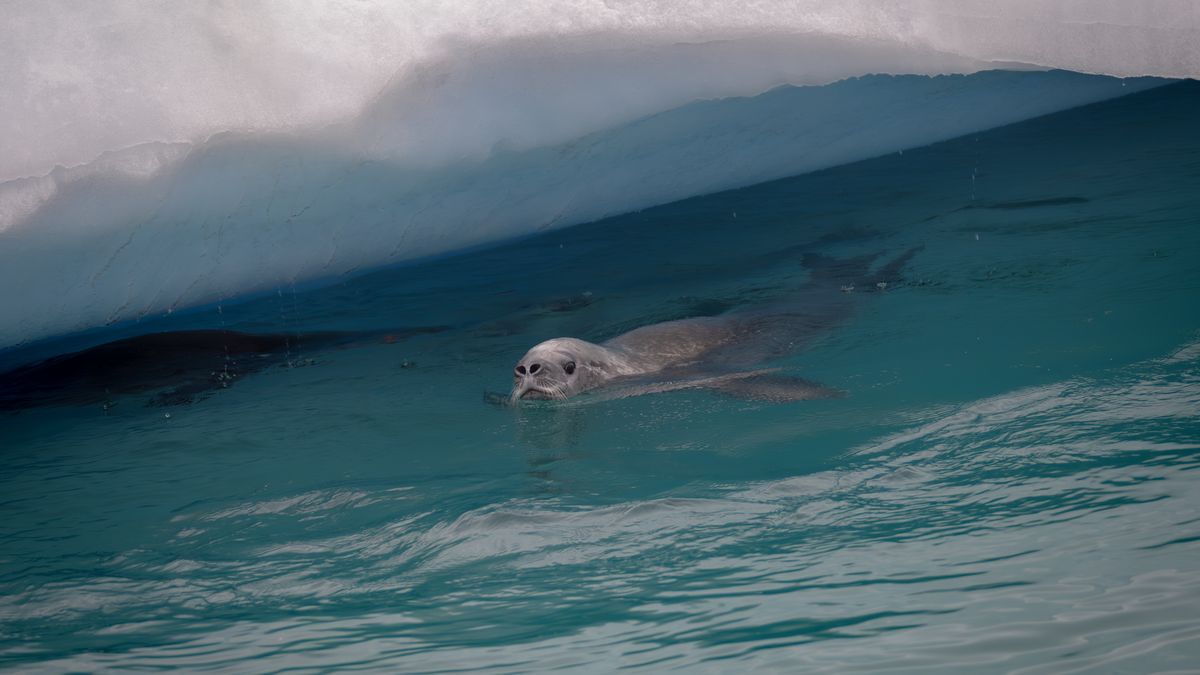 ANTARCTICA - APRIL 11: A Weddell seal swims as Turkish scientists conduct a protection for the southern polar creatures, which are heavily affected by the consequences of global climate change, with the rules and observations they apply in their work in Antarctica on April 11, 2024. (Photo by Sebnem Coskun/Anadolu via Getty Images)