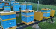 Dopłaty do pszczół 2026: 50 zł za rodzinę. Wnioski do końca maja