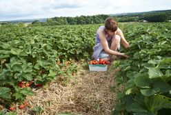 Jak rozpoznać polską truskawkę? Szypułka prawdę nam powie