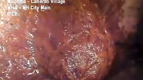 Nieznana forma życia opanowała YouTube 1