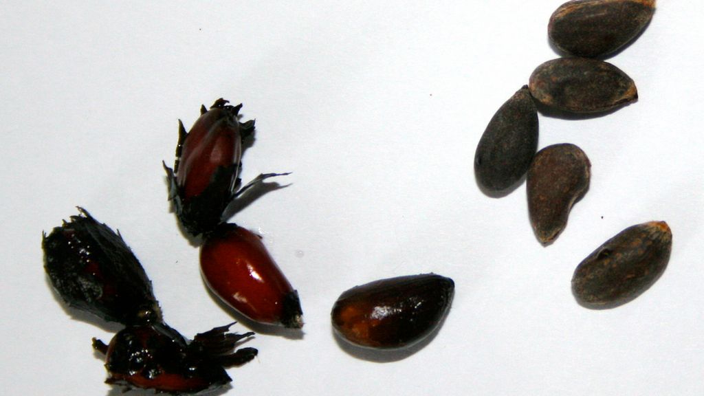 Prażone nasiona bawełny