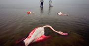 Niezwykle smutne zdjęcie martwych flamingów wygrało konkurs. Zwraca uwagę na ważny problem