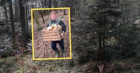 "Kilkadziesiąt kg". Wynosili z lasu skrzyniami. Grzybiarze wściekli