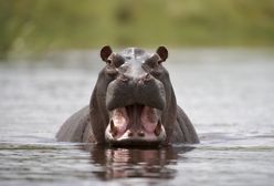 Sterylizują "kokainowe hipopotamy". Zwierzęta zagrażają ludziom