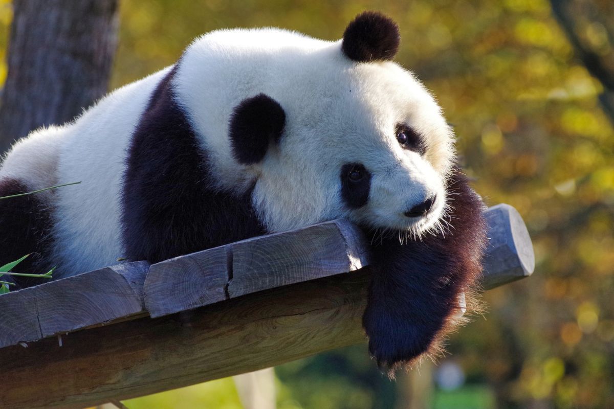 Śmierć pandy w Tajlandii. Chiny zapowiedziały śledztwo w tej sprawie