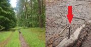 Skandal w polskim lesie. Nie kryją oburzenia