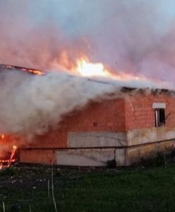 Atak dronów na ukraińską farmę. Setki zwierząt zginęło