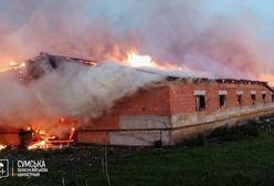 Atak dronów na ukraińską farmę. Setki zwierząt zginęło