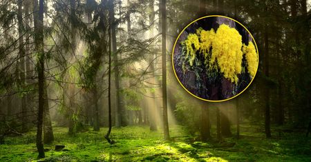 Leśnicy pokazali zdjęcie tajemniczej żółtej mazi. "Są naprawdę niezwykłe"