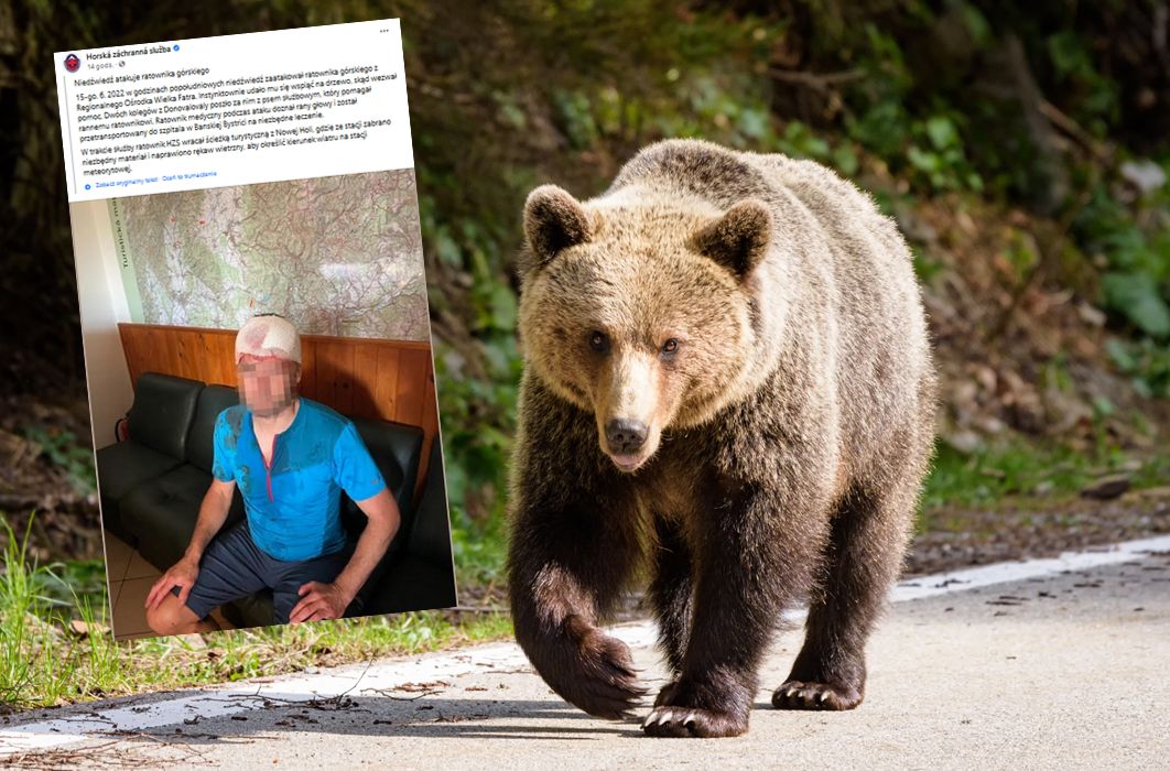 Niedźwiedź zaatakował ratownika na Słowacji. Mężczyzna uciekł na drzewo 