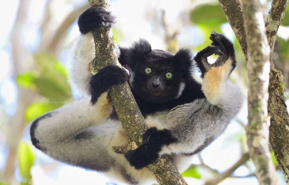 Dzikie zwierzęta wcale nie są takie straszne. Oto najzabawniejsze zdjęcia z konkursu Comedy Wildlife Photography Award 12