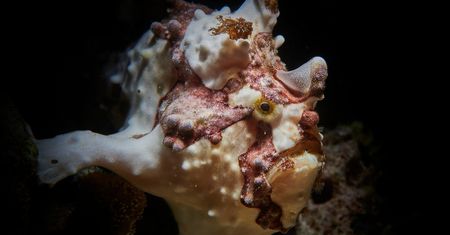 Wyjątkowa fauna Oceanu Południowego. Ekspert tłumaczy, na czym polega wyjątkowość zwierząt w tej części świata