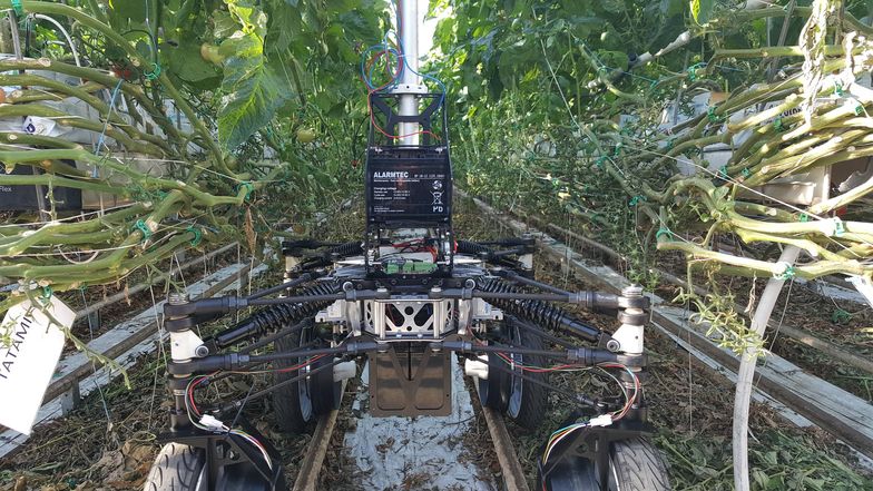 Tryfid ma zrewolucjonizować uprawę roślin