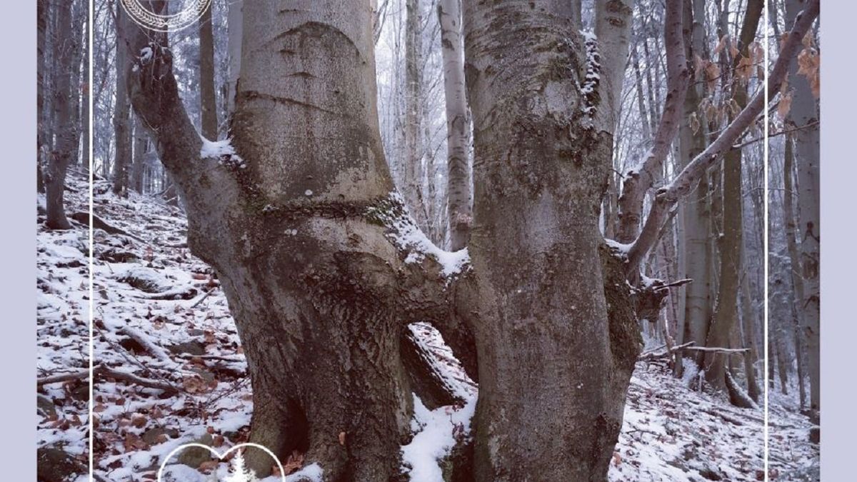 Czasem buki łączą się w pary na całe życie. 