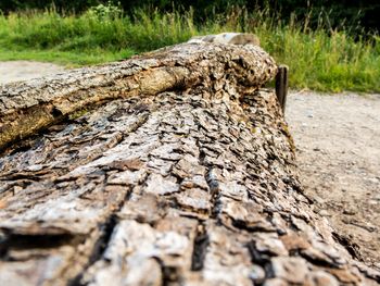 Toruń: Drzewo przewróciło się na samochód jadący Szosą Bydgoską