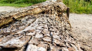Toruń: Drzewo przewróciło się na samochód jadący Szosą Bydgoską