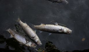 Śnięte ryby w Odrze. Ekspert: to mogą być toksyczne substancje