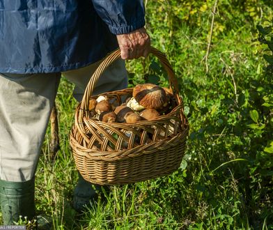 Nowy kalendarz grzybiarza. "Będziemy wynosić pełne kosze"