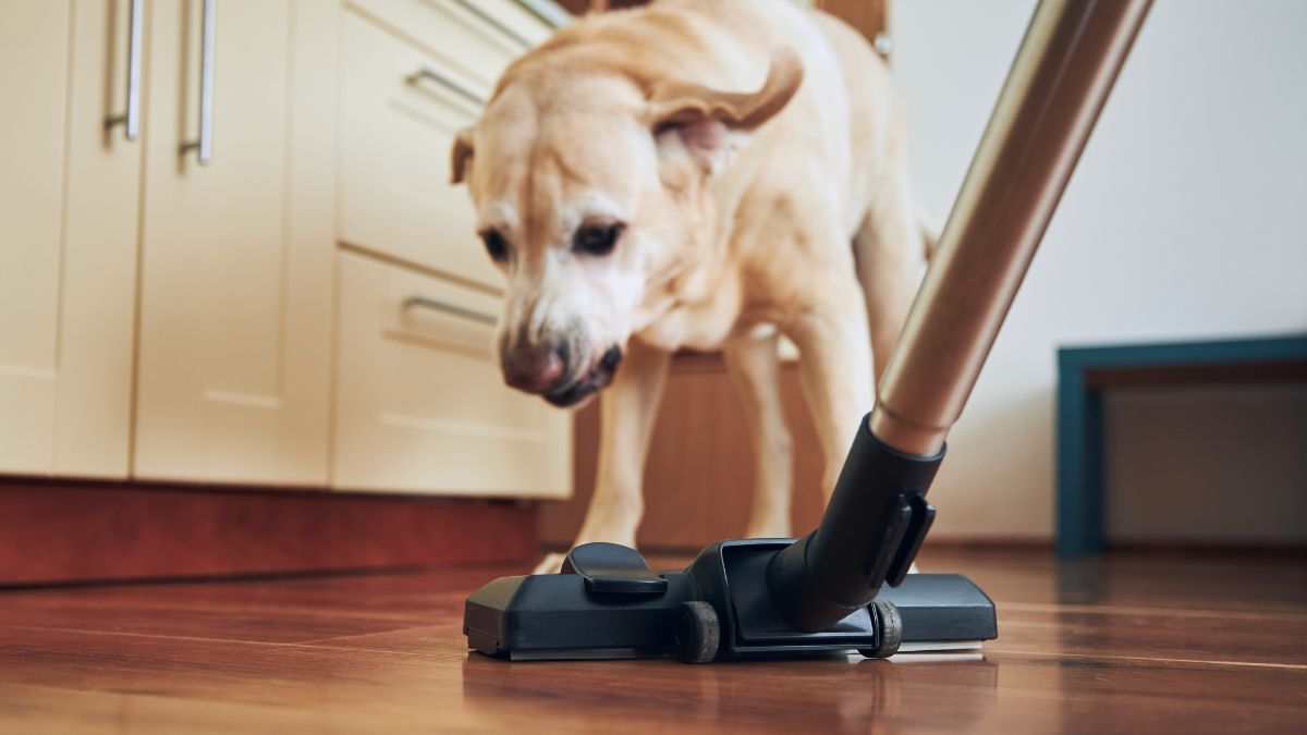 Odkurzanie przy zwierzętach to niemal codzienna praktyka