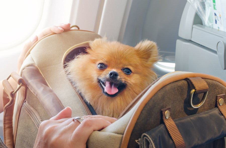 Linie lotnicze sprzedają przekąski dla psów
