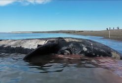 Koszmarny widok u wybrzeży Argentyny. Kilkanaście martwych wielorybów