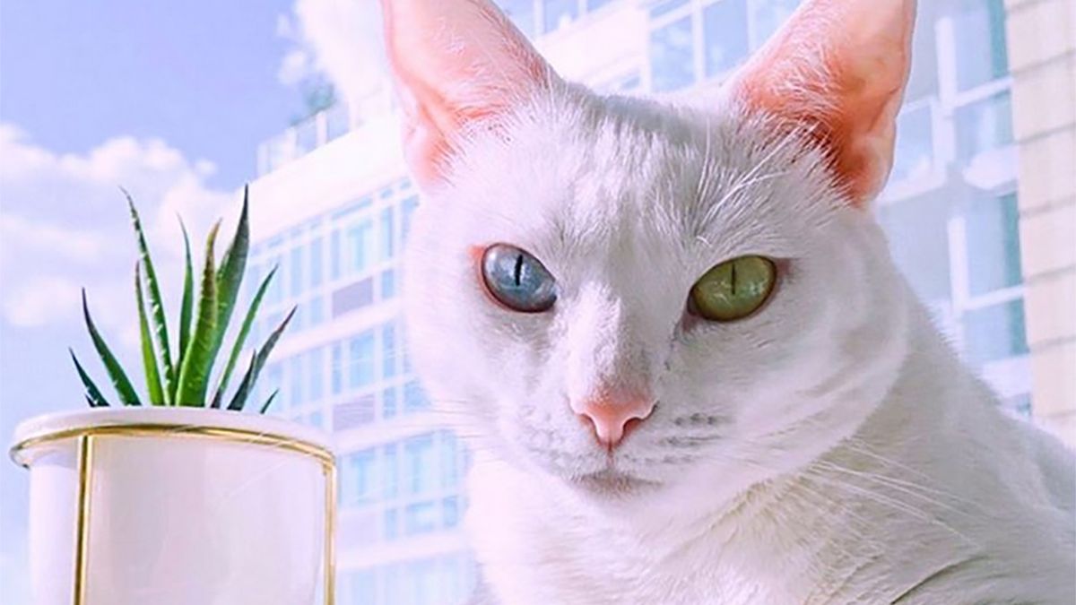 Kotka została porzucona ze względu na swój niecodzienny wygląd