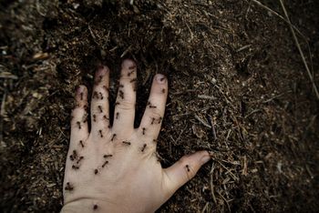 Kleszcze nienawidzą tego zapachu. Więcej się nie zbliżą