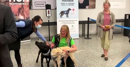 Koronawirus: Psy na lotnisku w Helsinkach mogą wykryć COVID-19 z niemal 100% dokładnością