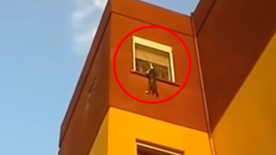Sąsiedzi ratowali kota, który zawisł na oknie
