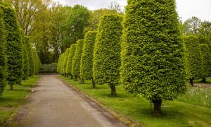 Posadź zamiast tui. Grab pospolity stworzy ciekawy efekt zielonego muru