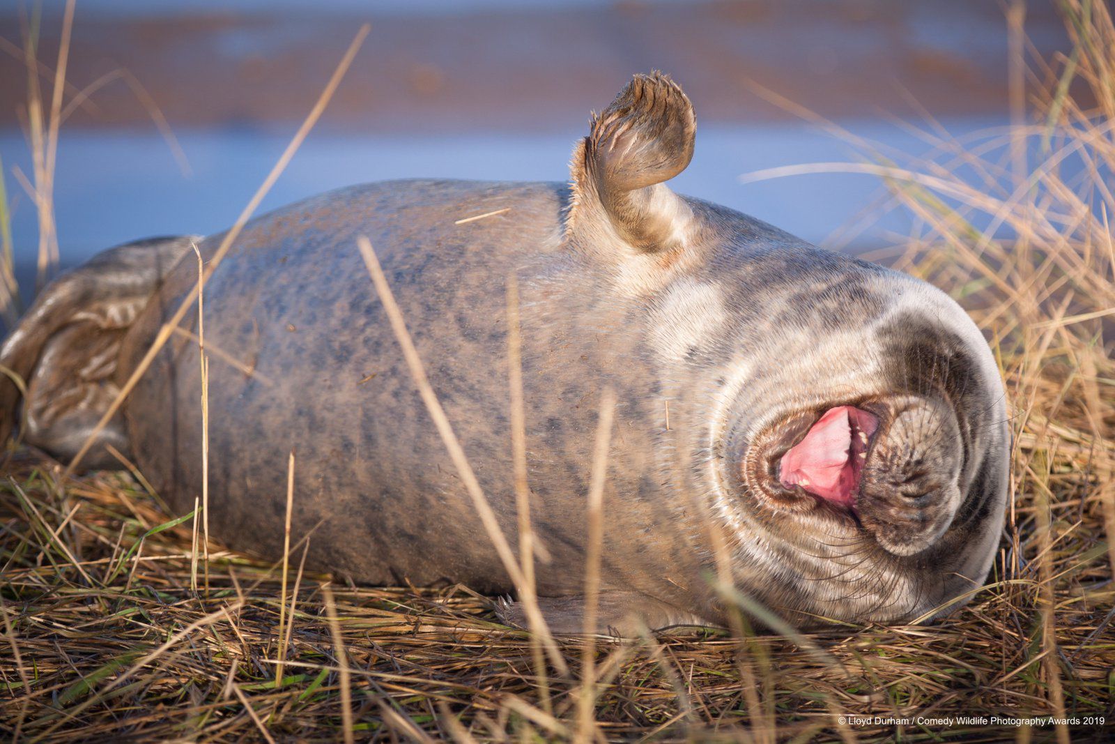 Comedy Wildlife Photography Awards 2019. Finaliści konkursu na najzabawniejsze zdjęcie zwierząt 13